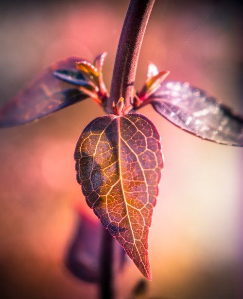 nature  leaves  leaf