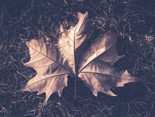 nature  leaves  leaf