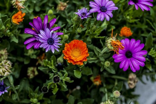 nature  flower  garden