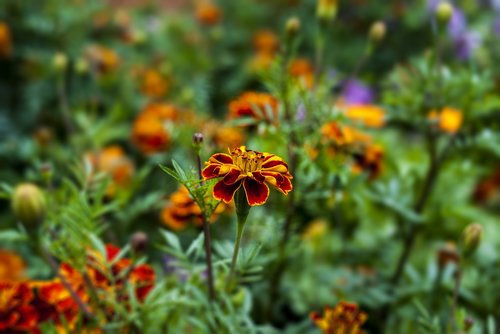 nature  flower  garden