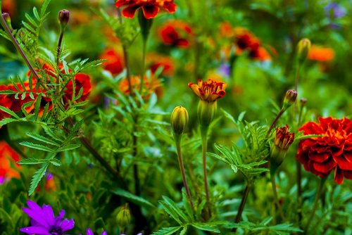 nature  flower  garden