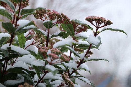 nature  flower  winterbloeier
