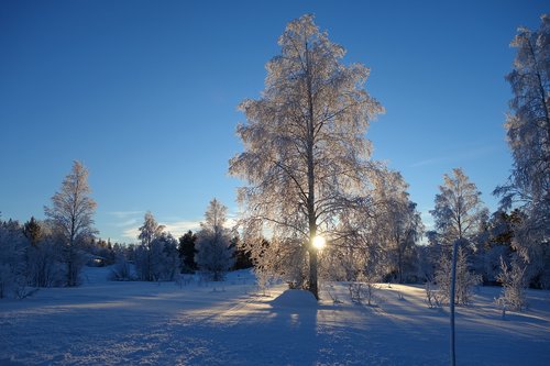 nature  tree  snow