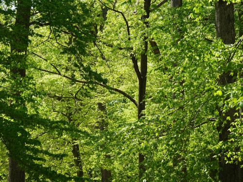 nature trees leaves