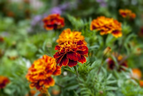 nature  flowers  garden