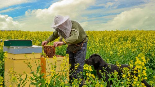 nature  bees  beekeeper