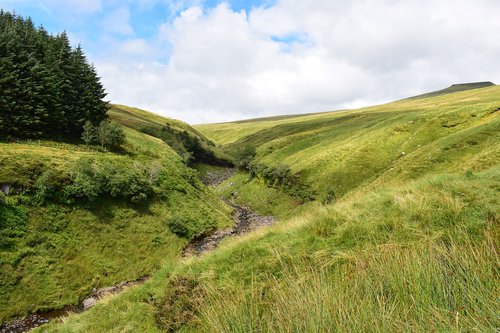 nature  meadow  summer