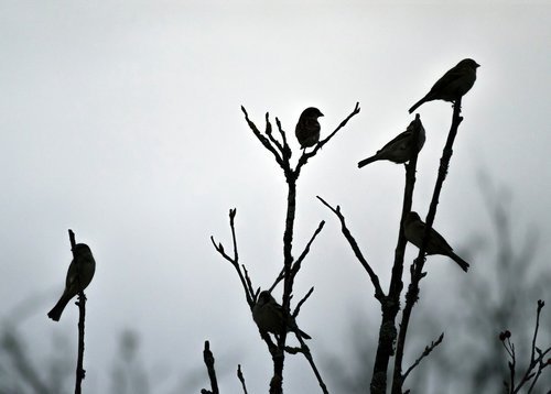 nature  birds  sparrows