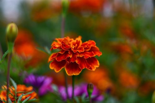 nature  flowers  garden