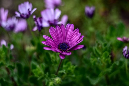 nature  flower  garden