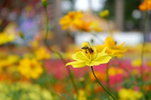 nature  flower  flora