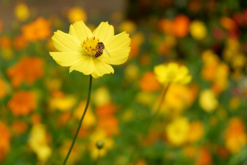 nature  flower  flora