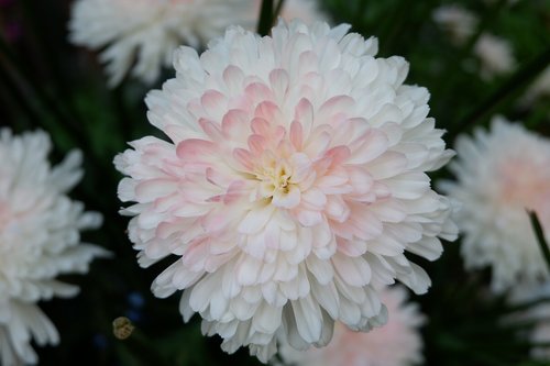 nature  bloom  flowers