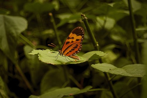 nature  butterfly  insect