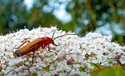 nature  nectar  insect