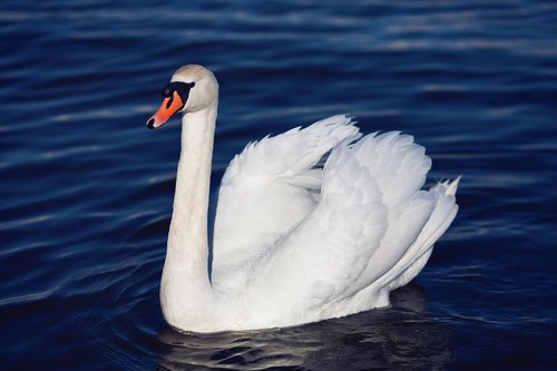 nature  swan  bird