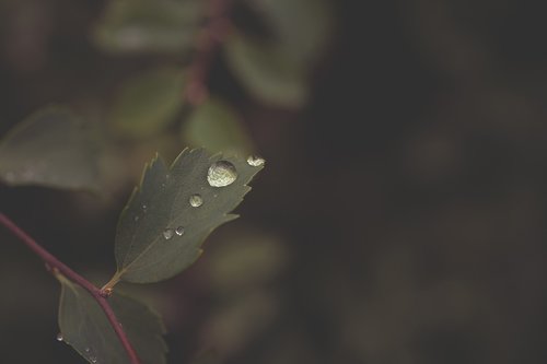 nature  leaf  rain