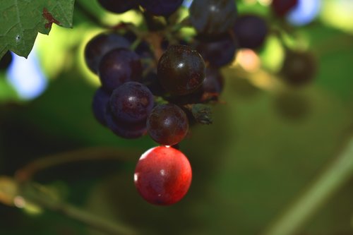 nature  grapes  fruit
