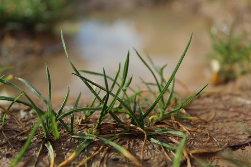 nature  grass  landscape