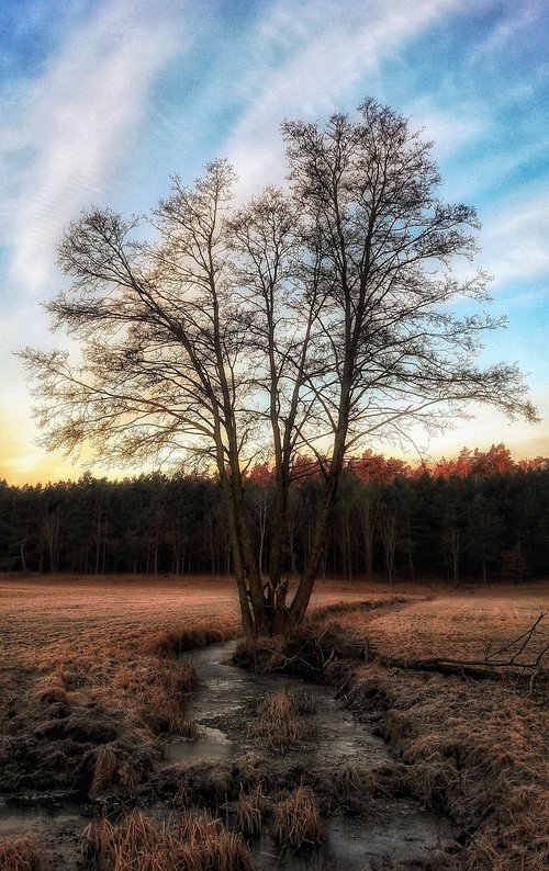 nature  tree  landscape