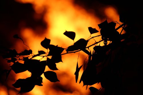 nature  leafs  burn