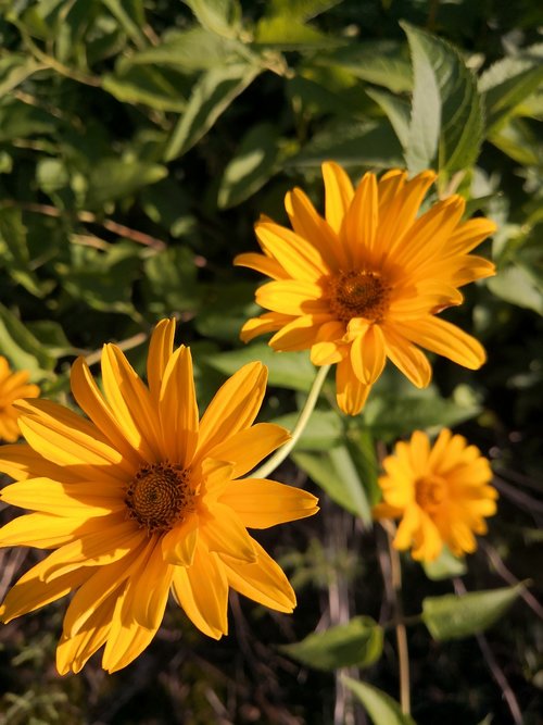 nature  summer  flowers