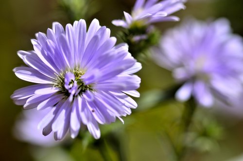 nature  purple  zen