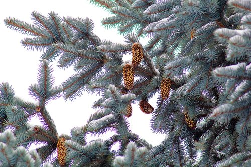 nature  spruce  cones