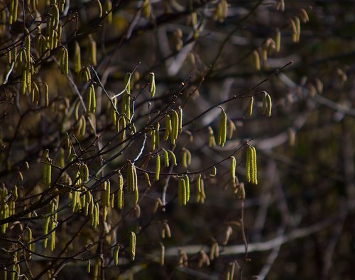 nature  tree  green