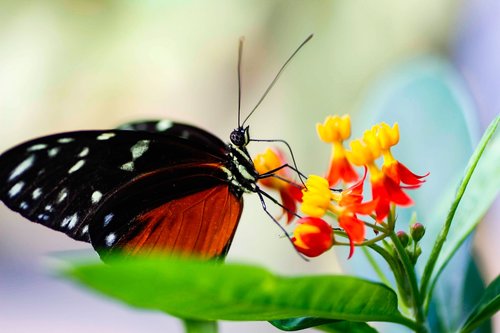 nature  insect  butterfly