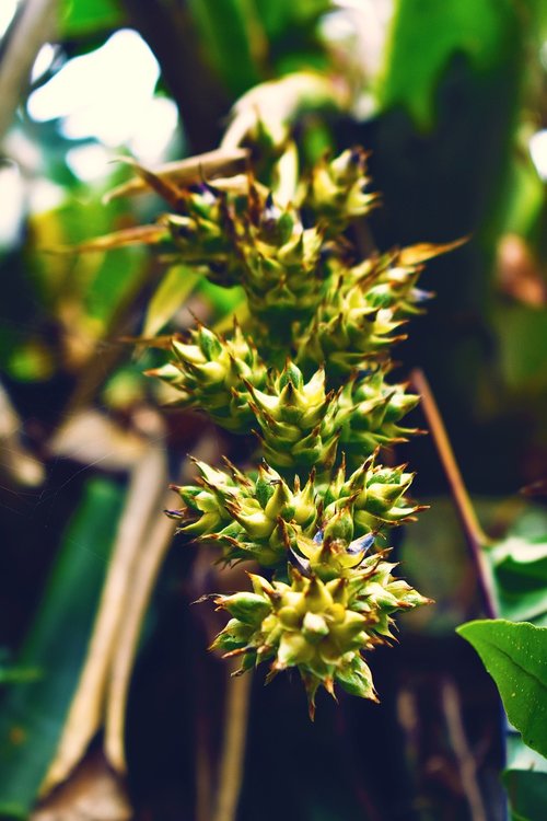 nature  flower  bouquet