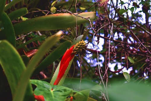 nature  flower  thorns