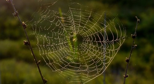 nature  spider  insect