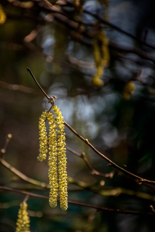 nature  tree  blossom