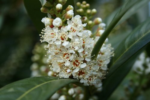 nature  blossom  bloom