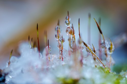 nature  photography  moss