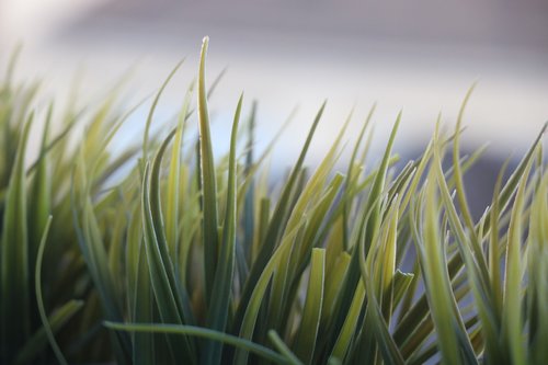 nature  plant  grass