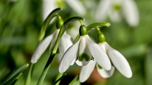 nature  flower  snowdrop