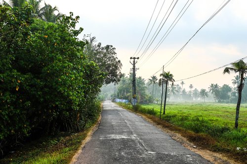 nature  fog  green