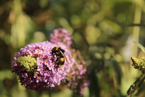 nature  insect  bee