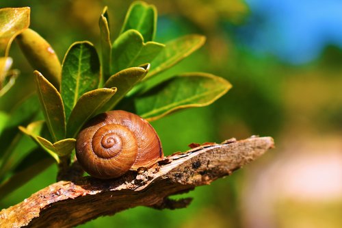 nature  snail  molluscum