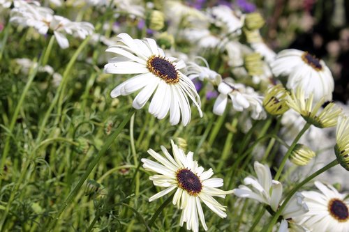 nature  beauty  flowers