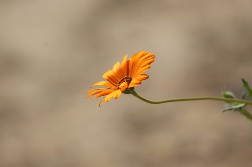 nature  beauty  flowers