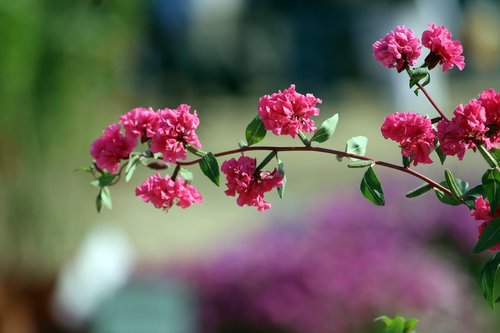 nature  beauty  flowers