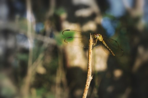 nature  dragonfly  animal