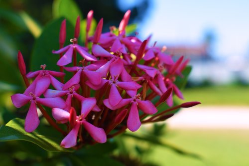 nature  flowers  bouquet