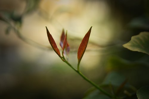 nature  flower  flora