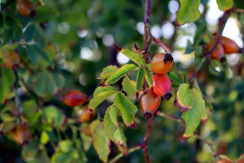 nature  rose hip  red