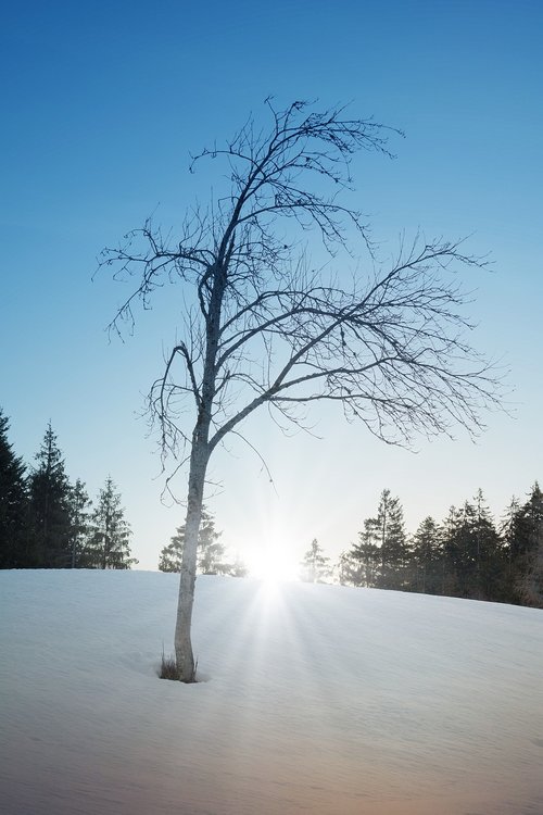 nature  snow  tree