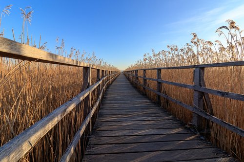 nature  morning sun  reed